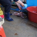 대진항(문어축제장) 이미지