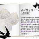 젤라 이미지