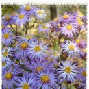 쑥부쟁이 이미지