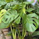 성지농장 | 파주 조인폴리아, 희귀식물 천국 식물 덕후들 성지 (가격, 식물 쇼핑 꿀팁)