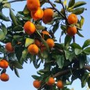 윤정농장 이미지