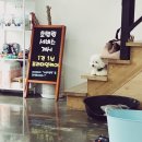 샤워앤독 이미지