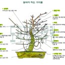 분재 가지전정 방법 (가지치기) 이미지