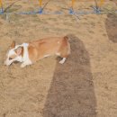 윤선생애견훈련소 이미지