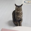 에치아이