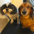 도그비잉펫케어 이미지