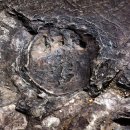 함안 용산리 함안층 새발자국화석 산지 이미지