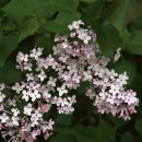 문배골 캠핑장 이미지