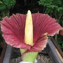 ＜타이탄 아룸(Titan arum) : 세계에서 가장 큰 꽃＞ 이미지