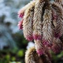 아마란스 이미지