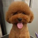 청순하개 네이버블로그