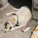 도꾸애견 이미지