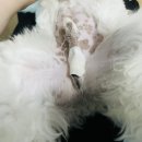 더샵 동물병원 이미지