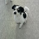 행복을 배우는 공간 | 의정부 강아지 호텔 찾다가 선택한 행복을배우는공간, 안심하고 맡긴 후기 :)