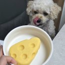 하늘바라기펫푸드 강아지수제간식 강아지케이크 | 강아지 수제간식 단호박 향 가득 트렌독 제리치즈케이크