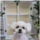 우리동네펫샵 이미지