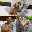 뷰티펫동물병원 이미지