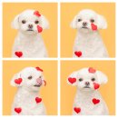 러블리 독 이미지