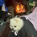 애견코리아 | 안성 캠핑코리아 애견글램핑 후기