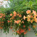 대성여관 이미지