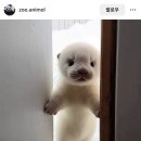 [진천]서울준정형외과의원::다리 접질리고 병원 5주 다닌 후기