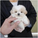 대구강아지분양 퍼피얌 이미지