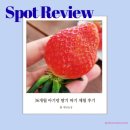 상도농장 | 남양주 겨울에 가볼만한 곳: 예당농장 딸기체험 내돈내산 체험농장 방문 후기 (feat. 36개월)