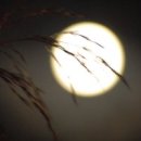 보름달 Daum카페