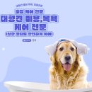 반려견토탈케어서비스 휴안 | 대형견출장목욕, 대형견출장미용 전문 [사랑할개]에서의 힐링케어 이야기