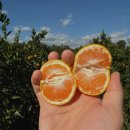 노지하우스 | 제주 감귤 타이벡 타이백 후기! 신선한 노지 하우스 밀감으로 제철 과일 즐기기