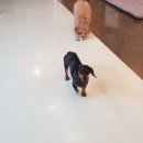 금성애견 이미지