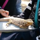 애니팜 이미지