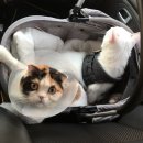 덴탈 푸르고 | 인천 만수동 루이스24시동물병원 여자고양이(9개월) 중성화수술 후기