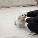비따 | 조용하고 믿음 갔던 제주애견분양 상담 후기 프레비따 방문기 ㅎㅎ