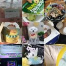 아르밤 펫 이미지