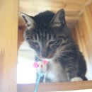 스시야놀자 이미지