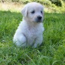 톰퍼피 강아지분양 이미지