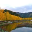 은행나무길 화장실 이미지