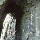 제주민들레 이미지