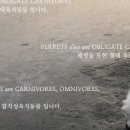 강아지밥집