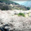 17회 화개장터벚꽃축제 벚꽃길.... 이미지