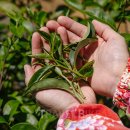 첼로_처음(야간) 이미지