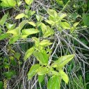 뽕나무집 이미지