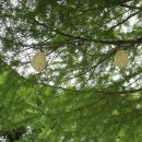 NR-5[제원로]-상-633 | 담양 당일치기 여행코스 (관방제림 자전거길, 메타세쿼이아가로수길, 진우네국수집)