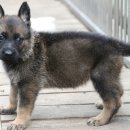 셰퍼트 분양 이미지