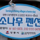주문진소나무