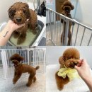 룰루랄라 애견미용실 이미지