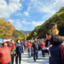 제35회 소요단풍문화제 이미지