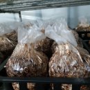 김창기머쉬룸팜 이미지