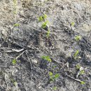 분천농장 이미지